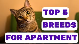 TOP 5 Cat Breeds For Apartment Living by Pet in the Net 247 views 8 months ago 5 minutes, 58 seconds