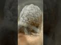 Footage of the world's most endangered animal | #pangolin #wildlife