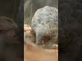 Footage of the world's most endangered animal | #pangolin #wildlife
