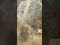 Footage of the world's most endangered animal | #pangolin #wildlife