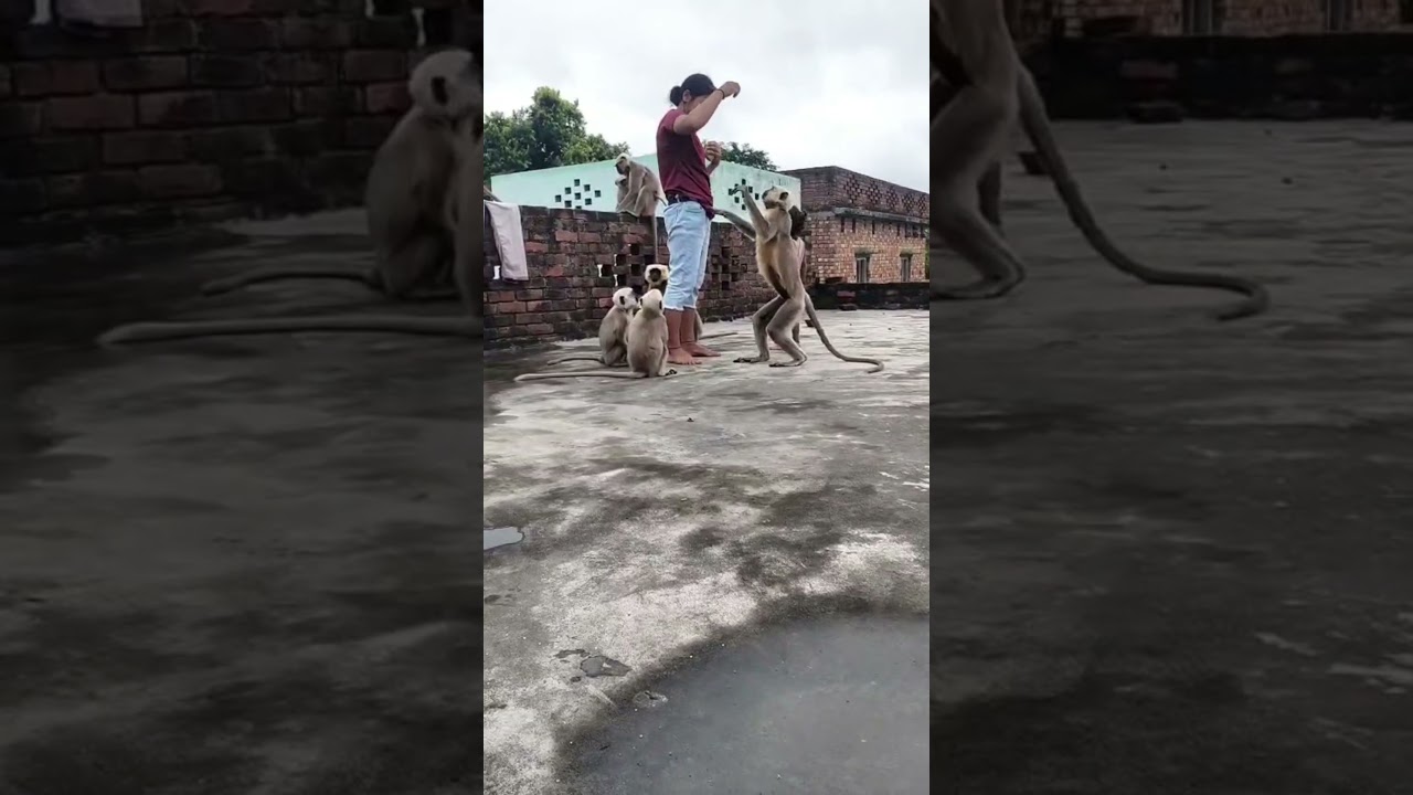 जय हो हनुमान जी