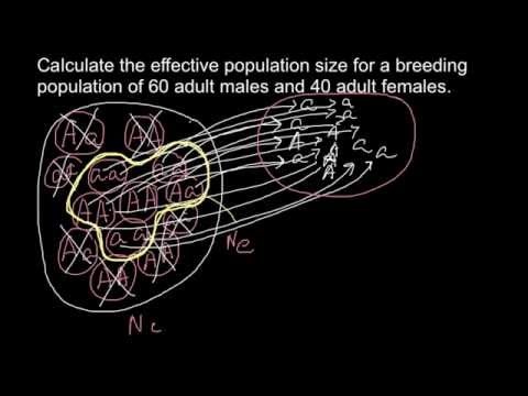 How to calculate effective population size