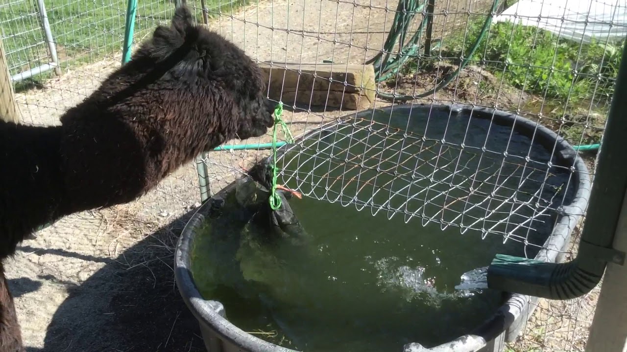 Pip the Alpaca tests the human’s knot tying - YouTube