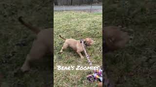 Bully Zoomies Bear 