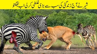 شیر اور زیبرا کی ہوئی خطرناک جنگ | The Best Battle of Lion vs Zebra - Fighting of Animal