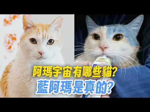 【阿瑪宇宙有哪些貓？藍阿瑪是真的？】志銘與狸貓