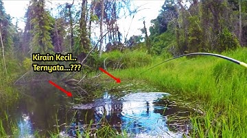 Sungguh Beruntung...!!! Ganasnya Penghuni Rawa Air Hitam, Mancing Ikan Betok Dan Gabus Dapat Besar