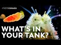 The Secret Things Living in Your Aquarium