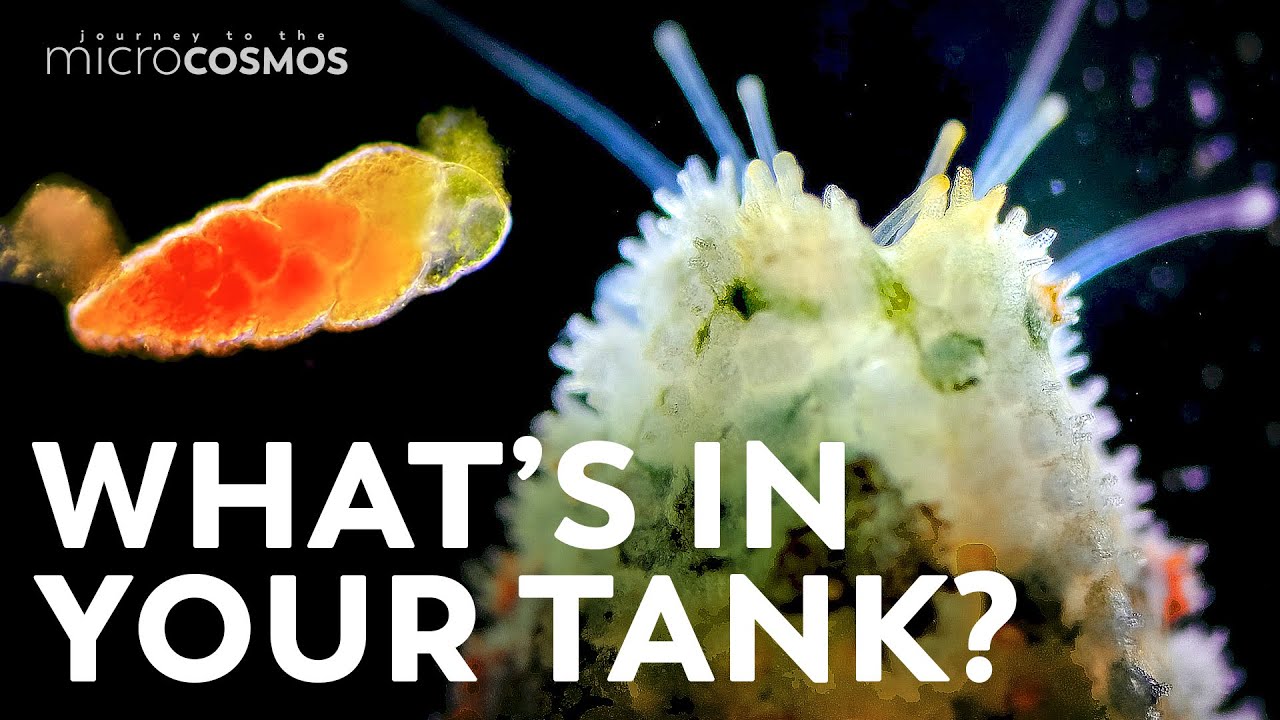 The Secret Things Living in Your Aquarium