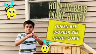 How do bees make honey | honey bees | honey comb | Queen Bee | Worker bee screenshot 5