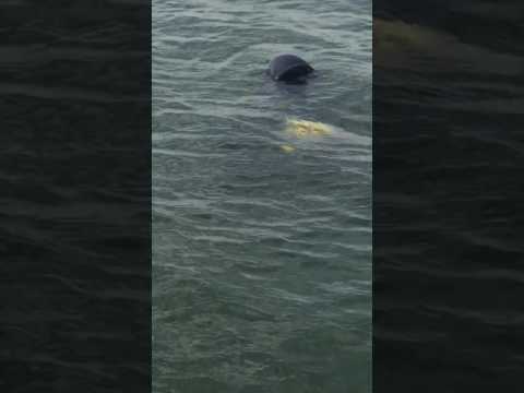 ვიდეო: Castaway Bay შიდა წყლის პარკის ფოტოები - Cedar Point-ში