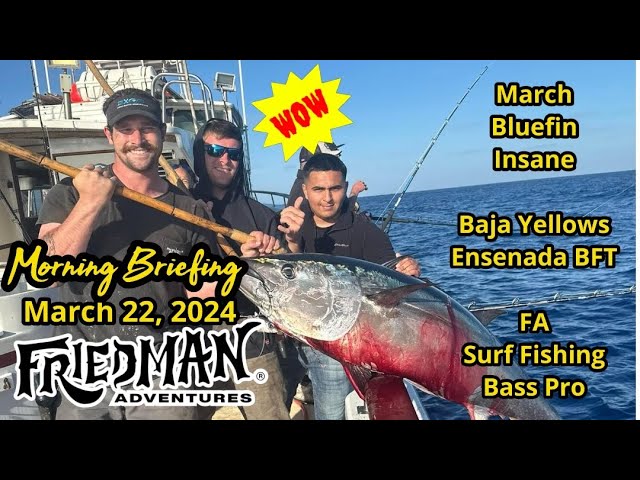 Tribute slams the bluefin tuna, massive areas seen, big halibut day, San  Quintin, Ensenada biting 