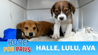 Dog rescue in South Los-Angeles: a cute terrier & 2 pups #puppy