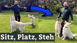 Sitz, Platz, Steh  Hundetraining ohne Stress