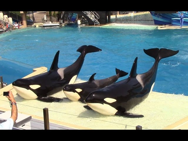 One Ocean (Full Show) - SeaWorld San Diego - September 20, 2014 class=