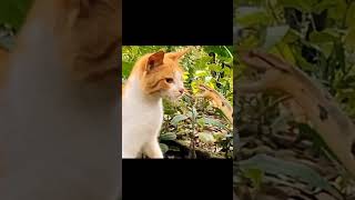 Vita Ya Paka Na Nyoka