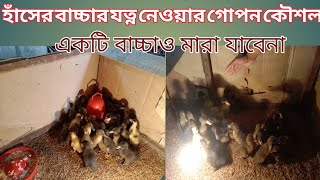 হাঁসের বাচ্চার যত্ন নেওয়ার গোপন কৌশল।। haser bachchar jotno near kousal।।