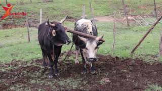 Yoke 'Ijoka lenkomo' join two bulls together
