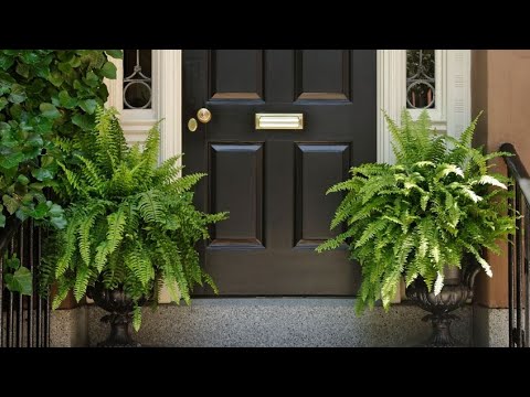 5 plantas para portales o porches - Bricomanía - Jardinatis