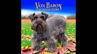 Miniature Schnauzer Kenzie in Houston, TX