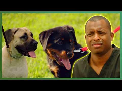 A Hilarious $50 Dog Bet Turns Into TOTAL Chaos | The Vet Life