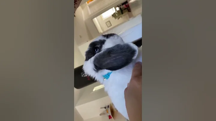 How to say “sorry” to your rabbit 😞😔😥