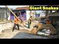 Giant snake monster entered the house experts called each other to capture