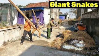 Giant snake monster entered the house experts called each other to capture