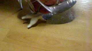 Acryl High Heels Crush High Heels