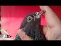 Ferozpuri Pigeon Oldest Female