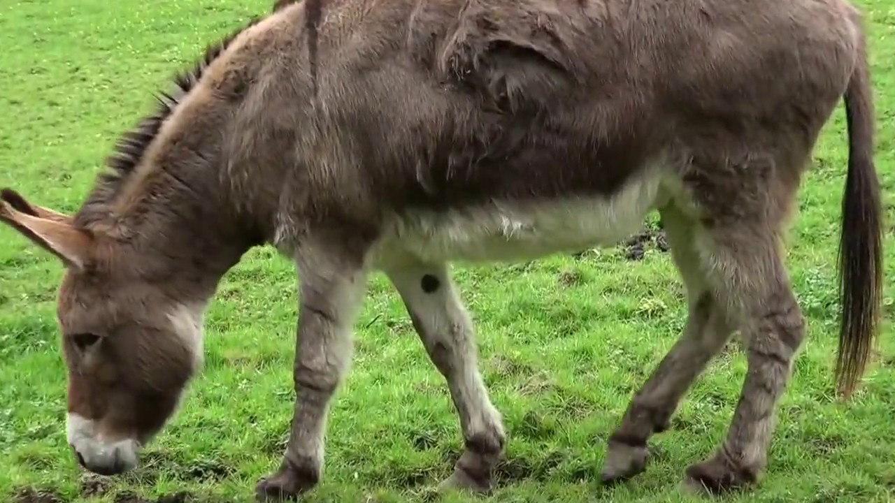 Bunratty Park. Ireland. Бунратти парк. Ирландия.