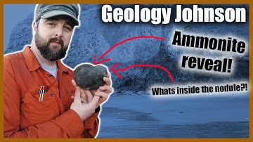 Jurassic Ammonite Fossil Hildoceras from Whitby