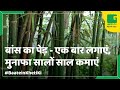 Bamboo Farming: (बांस की खेती) In Baatein Kheti Ki - On Green TV