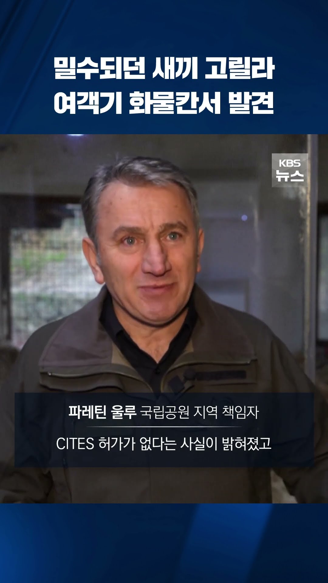 밀수되던 새끼 고릴라, 여객기 화물칸서 발견 #shorts / KBS