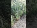 السيف القاطع لفك جميع انواع السحر