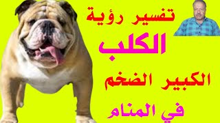 تفسير حلم رؤية الكلب الكبير الضخم في المنام /أبوزيد الفتيحي