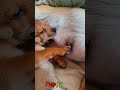 かわいい子犬の日常 #koreaPuppies #japanDogs