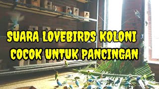 PANCINGAN LOVEBIRD | SUARA LOVEBIRD KOLONI