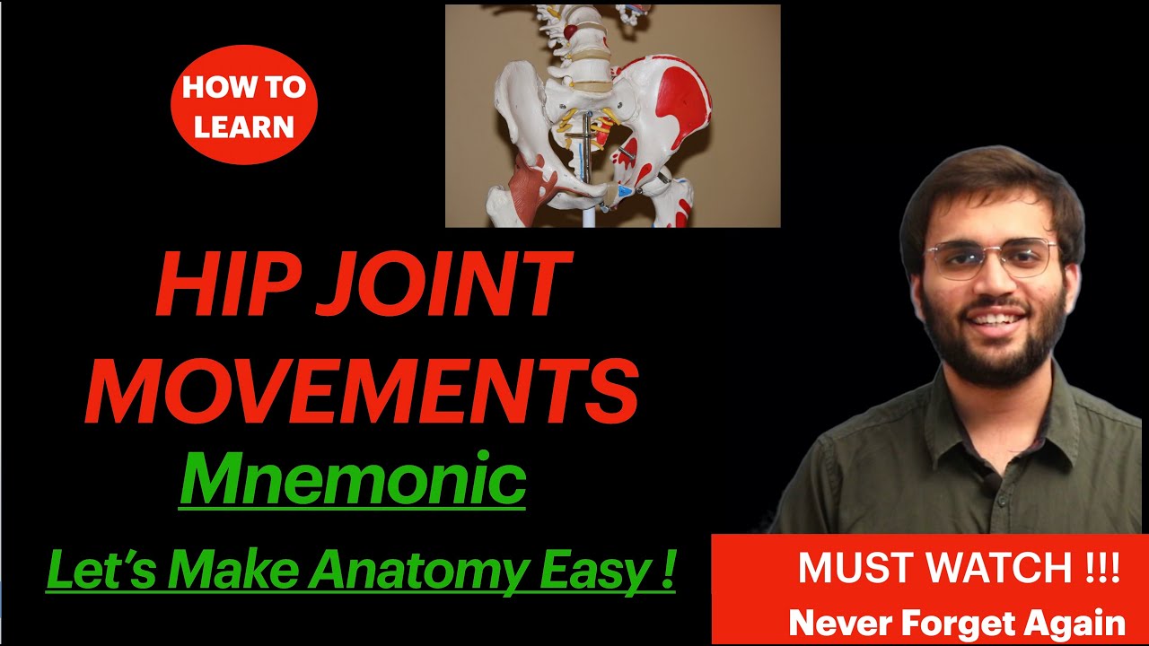 Hip Joint Anatomy Movements Mnemonic Lower Limb Video Learn all in 3