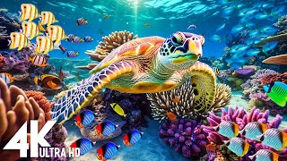 [NEW] 3HR Stunning 4K Underwater footage Rare & Colorful Sea Life Video  Relaxing Sleep Music #31