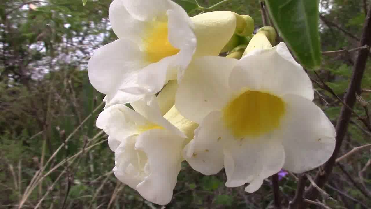 Anemopaegma Florida no Sertão