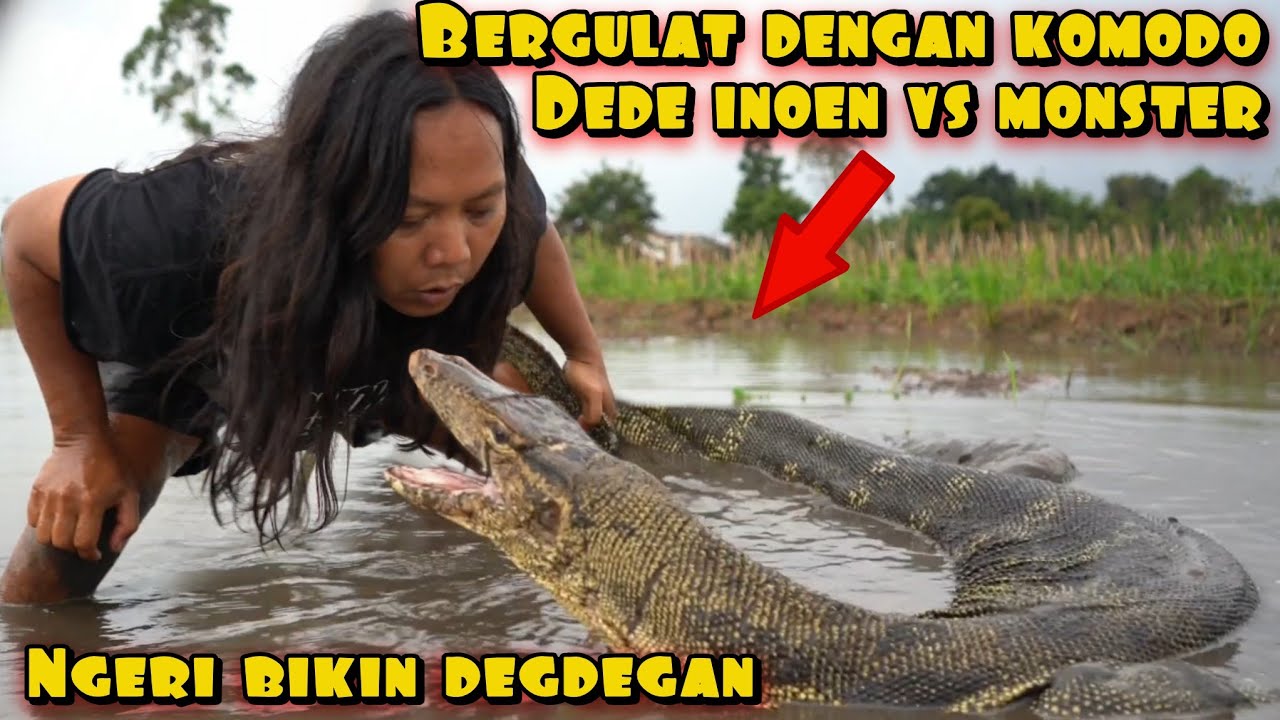DEDE INOEN VS KOMODO LOKAL SUPER BESAR