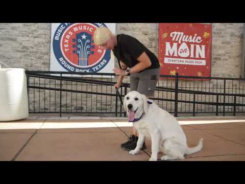 Round Rock, TX Dog Training