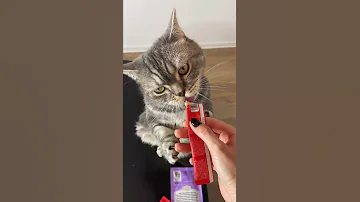 Пробуем кошачьи лакомства. Часть 2