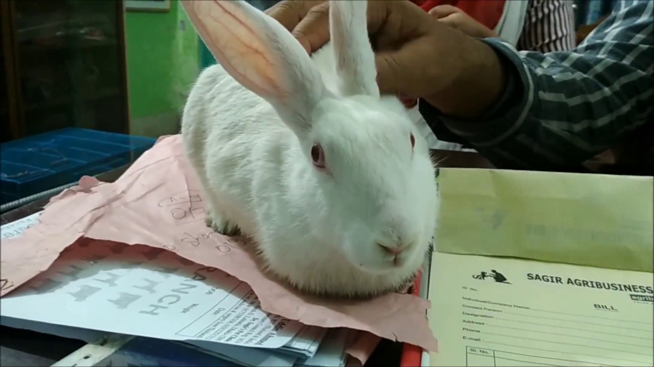 Rabbit Vet in Dhaka City Rabbit Doctor in Bangladesh Dr. Sagir's Pet