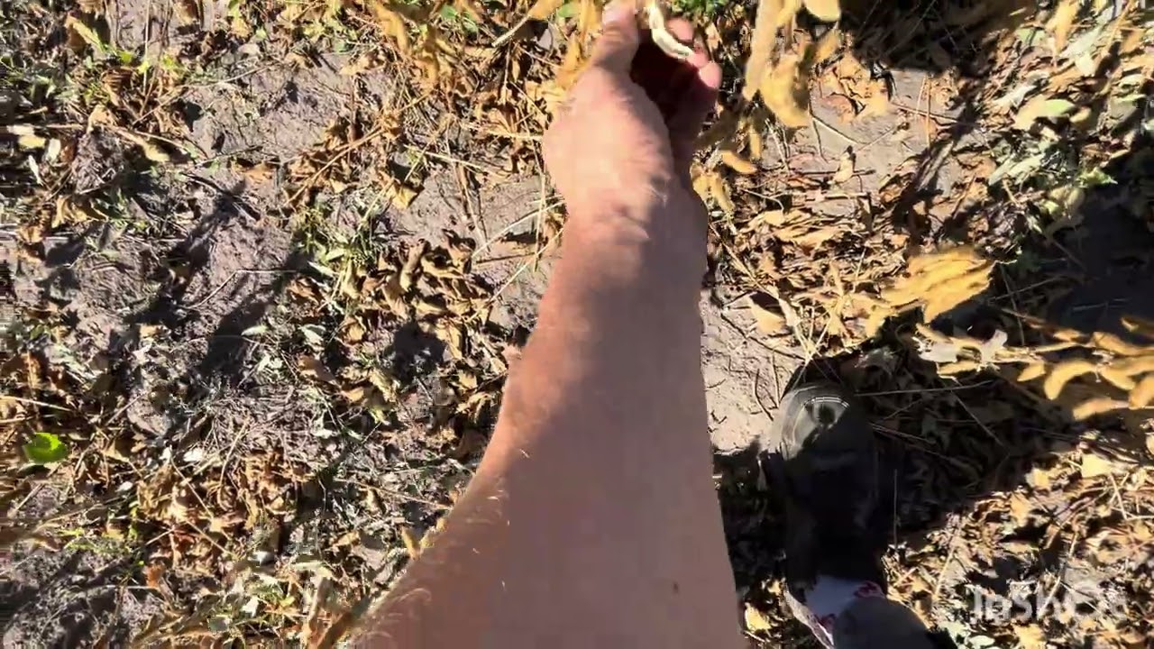 Класична соя садить на одне місце🤬❌ більше сої не сію