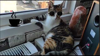 Kedi̇ni̇n Keyfi̇ne Di̇yecek Yok Cat