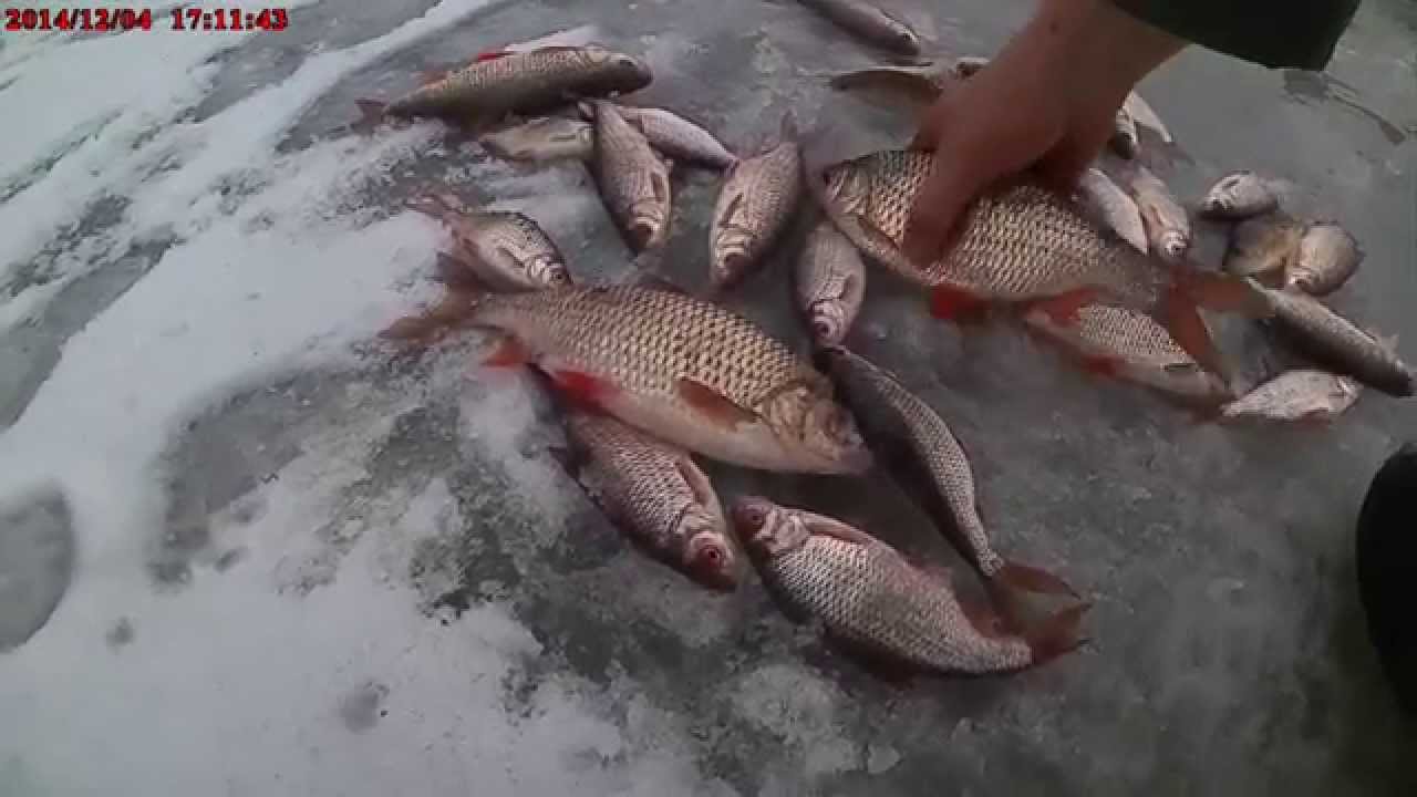 За Плотвой по первому льду...