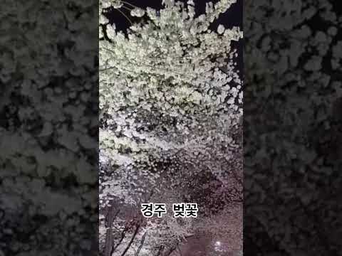 #경주벚꽃 #흥무대왕 # 김유신장군 #경주 #꽃천지 #관광객1등 #천국 #관광 #놀러오세요
