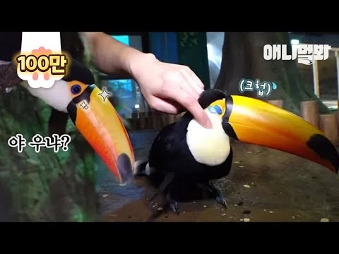 Toco Toucan Sobs So Hard After Being Bullied By Other Birds ;(
